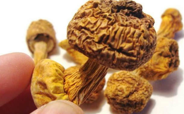 巴西菇、姬松茸烘干機-怎樣烘干色澤好且菇體褶片完整？