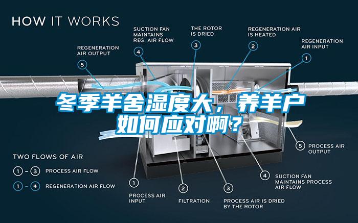 冬季羊舍濕度大，養羊戶如何應對啊？