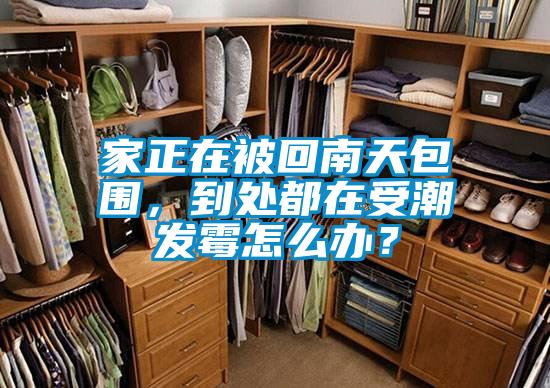 家正在被回南天包圍，到處都在受潮發霉怎么辦？