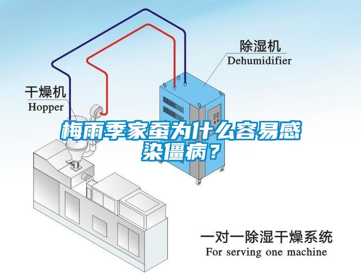 梅雨季家蠶為什么容易感染僵??？