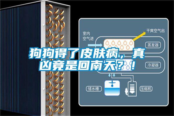 狗狗得了皮膚病，真兇竟是回南天？！