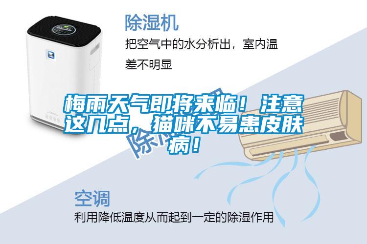 梅雨天氣即將來臨！注意這幾點，貓咪不易患皮膚?。?/></p>
<p style=