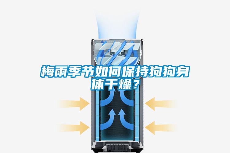 梅雨季節如何保持狗狗身體干燥？