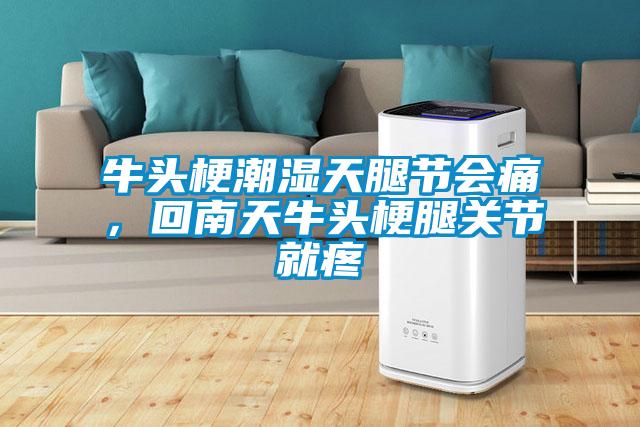 牛頭梗潮濕天腿節會痛，回南天牛頭梗腿關節就疼