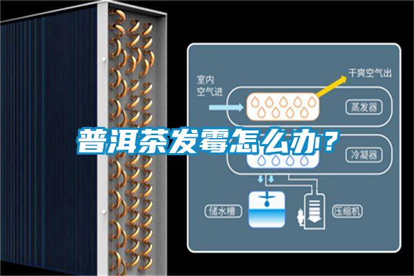 普洱茶發霉怎么辦？