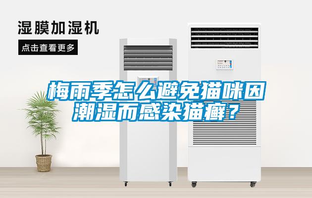 梅雨季怎么避免貓咪因潮濕而感染貓癬？