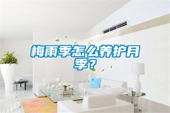 梅雨季怎么養護月季？