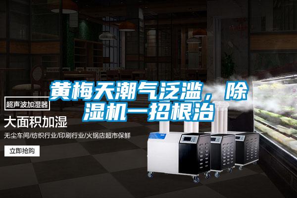 黃梅天潮氣泛濫，除濕機一招根治