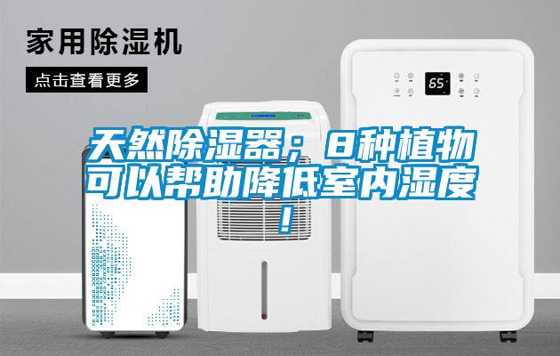 天然除濕器；8種植物可以幫助降低室內濕度！