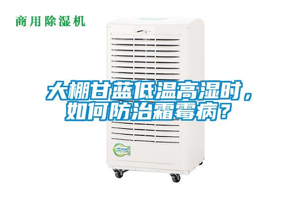 大棚甘藍低溫高濕時，如何防治霜霉病？