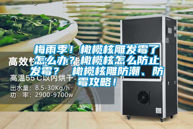 梅雨季！橄欖核雕發霉了怎么辦？橄欖核怎么防止發霉？ 橄欖核雕防潮、防霉攻略！