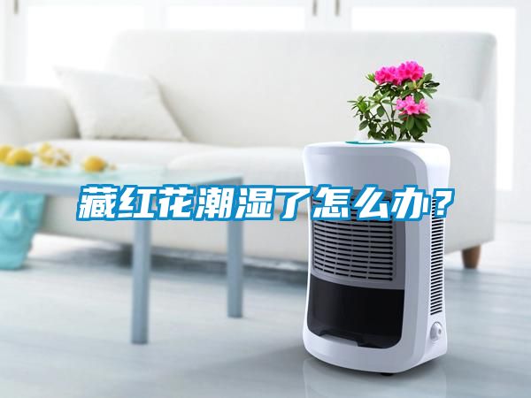 藏紅花潮濕了怎么辦？