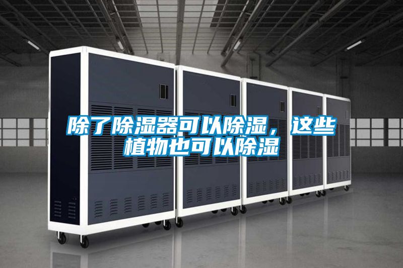 除了除濕器可以除濕，這些植物也可以除濕