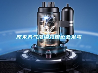 知識百科原來天氣潮濕雞蛋也會發霉