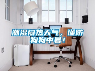 企業新聞潮濕悶熱天氣，謹防狗狗中暑！
