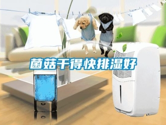行業新聞菌菇干得快排濕好