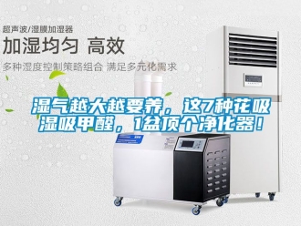 企業新聞濕氣越大越要養，這7種花吸濕吸甲醛，1盆頂個凈化器！