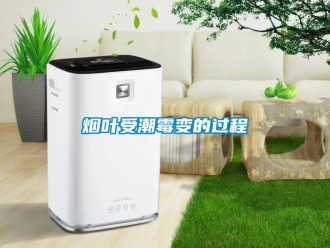 知識百科煙葉受潮霉變的過程