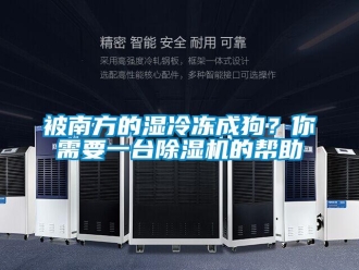 常見問題被南方的濕冷凍成狗？你需要一臺除濕機的幫助