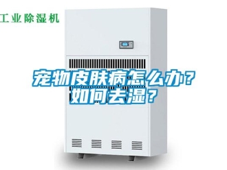 常見問題寵物皮膚病怎么辦？如何去濕？
