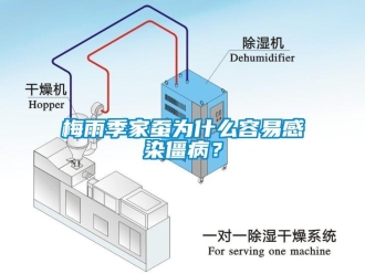 行業新聞梅雨季家蠶為什么容易感染僵??？