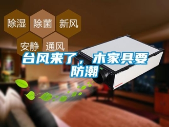 知識百科臺風來了，木家具要防潮