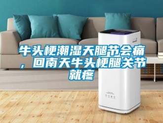 行業新聞牛頭梗潮濕天腿節會痛，回南天牛頭梗腿關節就疼