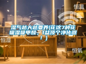 企業新聞濕氣越大越要養(花這7種花吸濕吸甲醛，1盆頂個凈化器！)