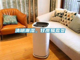 行業新聞清明潮濕，甘蔗易霉變