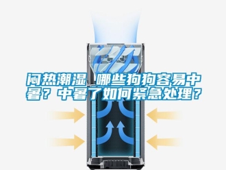 常見問題悶熱潮濕 哪些狗狗容易中暑？中暑了如何緊急處理？