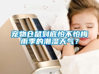 企業新聞寵物倉鼠到底怕不怕梅雨季的潮濕天氣？